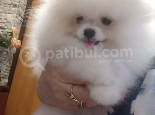 Ayı Surat Basık Burun Küçük Kulak Kore Kanı Teddy görsel