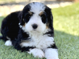 Bernedoodle Terapi Köpekleri Türkiyede Tek