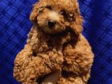 Di̇şi̇ Toypoodle Yavrularimiz