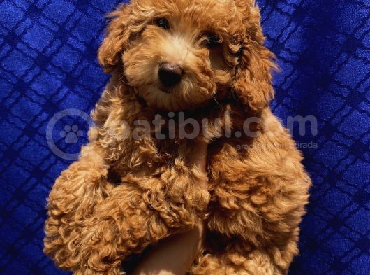 Di̇şi̇ Toypoodle Yavrularimiz görsel