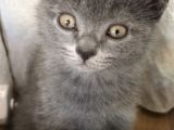 British Shorthair Erkek Yavrumuz