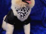 2 Yaşında Erkek Pomeranian Boo