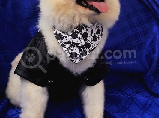 2 Yaşında Erkek Pomeranian Boo görsel