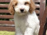 Medium Boy Particolour Labradoodle Nadir Renk
