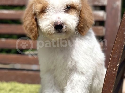 Medium Boy Particolour Labradoodle Nadir Renk görsel