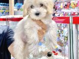 Orijinal Maltipoo Yavru Sağlikli Ve Irk Garantilidir