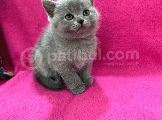 Baldan Da Tatlı Yavrularımız Yeni Ailesini Bekliyor görsel