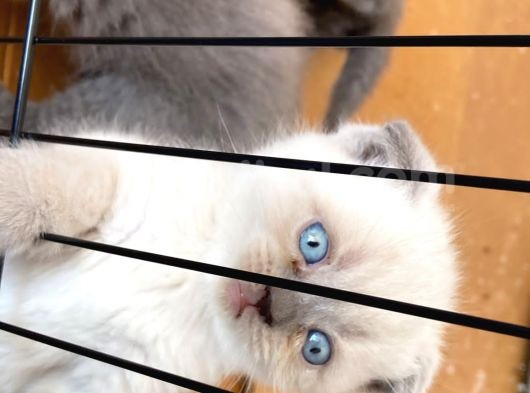 Scotish Fold Ve Britsh Shorthair Yavrular görsel