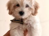 Orijinal Maltipoo Yavru Sağlikli Ve Irk Garantilidir