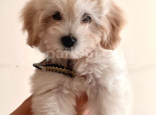 Orijinal Maltipoo Yavru Sağlikli Ve Irk Garantilidir