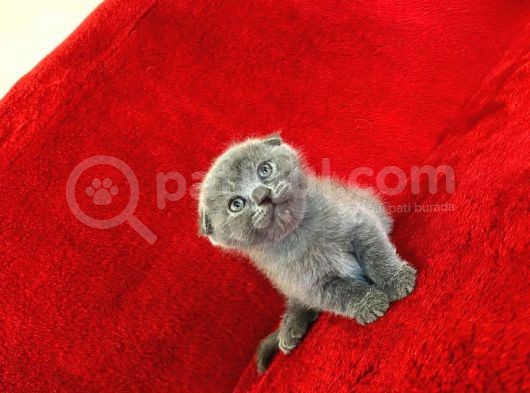 Baldan Da Tatlı Yavrularımız Yeni Ailesini Bekliyor görsel