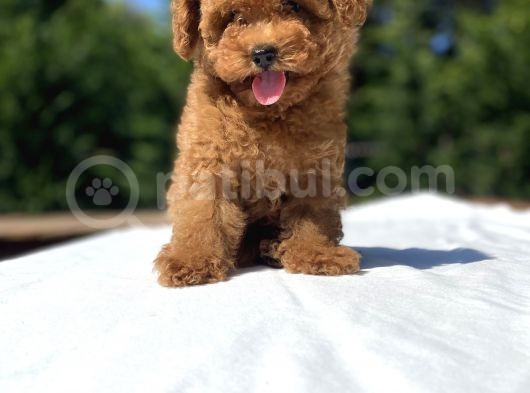 Red Brown Di̇şi̇ Toy Poodle Bebekler görsel