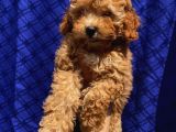 Di̇şi̇ Toypoodle Yavrularimiz