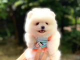 Pomeranian Boo Teddy Face Erkek Yavrumuz