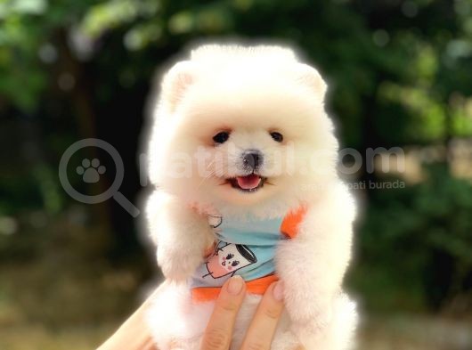 Pomeranian Boo Teddy Face Erkek Yavrumuz görsel