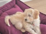 Orijinal Maltipoo Yavru Sağlikli Ve Irk Garantilidir
