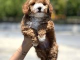 Bebek Surat Toy Poodle Yavrular