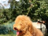 Amerikan Gen Medium Ve Dev Boy  Labradoodle