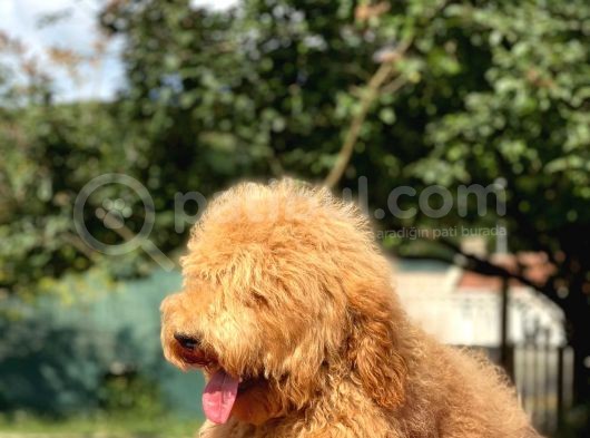 Amerikan Gen Medium Ve Dev Boy  Labradoodle görsel