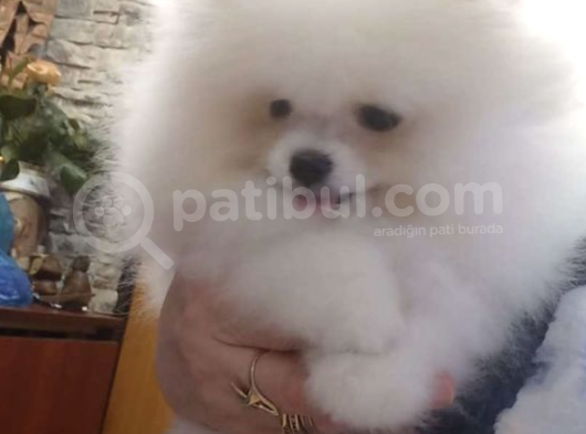 Ayı Surat Basık Burun Küçük Kulak Kore Kanı Teddy görsel