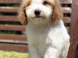 Medium Boy Particolour Labradoodle Nadir Renk