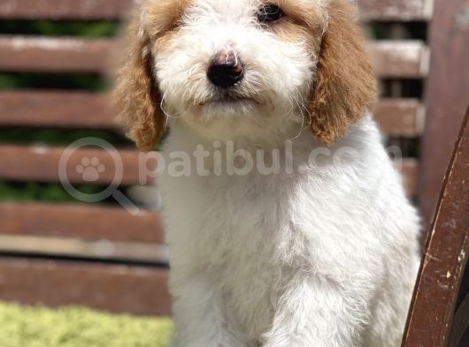 Medium Boy Particolour Labradoodle Nadir Renk