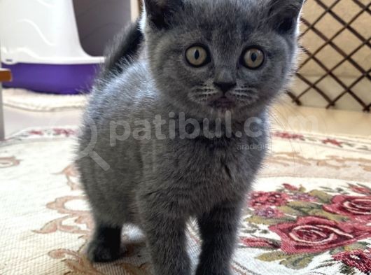 British Shorthair görsel