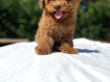 Red Brown Di̇şi̇ Toy Poodle Bebekler