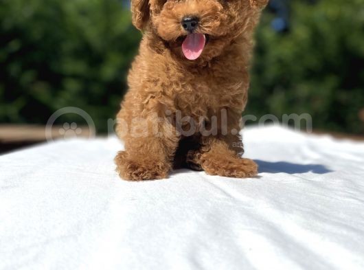 Red Brown Di̇şi̇ Toy Poodle Bebekler görsel