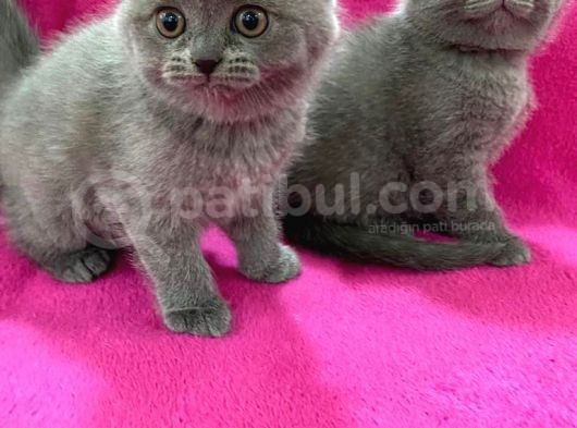 Baldan Da Tatlı Yavrularımız Yeni Ailesini Bekliyor görsel