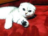 2 Adet Silver Scottish Fold Prenses