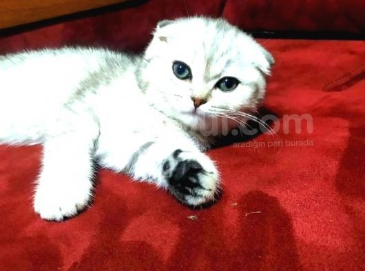 2 Adet Silver Scottish Fold Prenses görsel