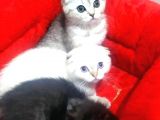 2 Adet Silver Scottish Fold Prenses