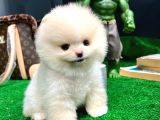 Ayı Surat Pomeranian Boo Yavrularımız