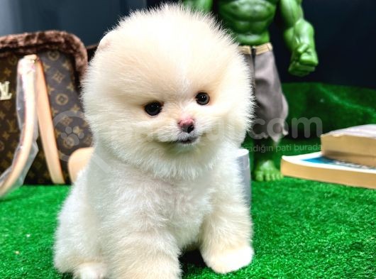 Ayı Surat Pomeranian Boo Yavrularımız görsel