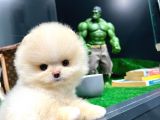 Ayı Surat Pomeranian Boo Yavrularımız