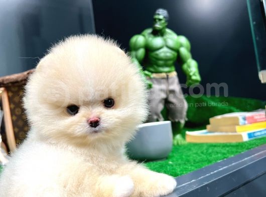 Ayı Surat Pomeranian Boo Yavrularımız görsel