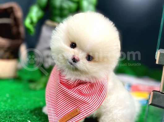 Ayı Surat Pomeranian Boo Yavrularımız
