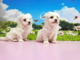 Maltese Terri̇er Yavrular