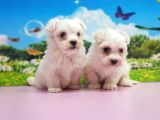 Maltese Terri̇er Yavrular