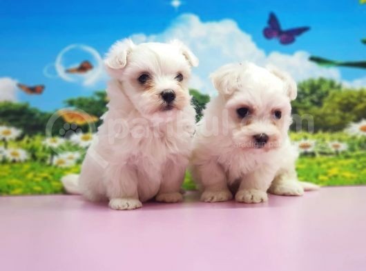 Maltese Terri̇er Yavrular görsel
