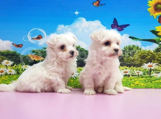 Maltese Terri̇er Yavrular görsel