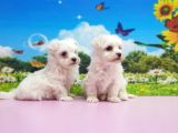 Maltese Terri̇er Yavrular
