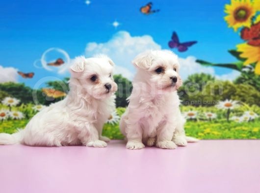 Maltese Terri̇er Yavrular görsel