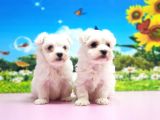 Maltese Terri̇er Yavrular