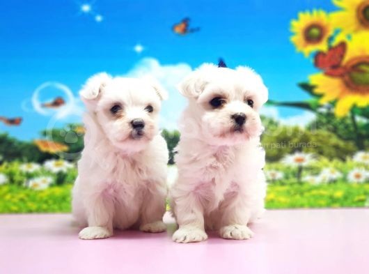 Maltese Terri̇er Yavrular