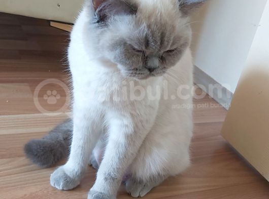 1 Yaşında British Bluepoint Dişi görsel