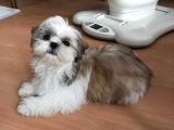 Üst Kalitede Büyümeyen Dişi Shihtzu