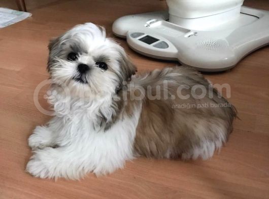 Üst Kalitede Büyümeyen Dişi Shihtzu görsel