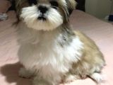 Üst Kalitede Büyümeyen Dişi Shihtzu
